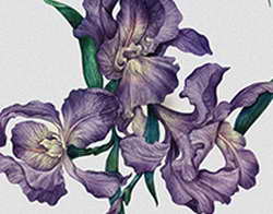 Польская Orlen не знает, как заплатить «Газпрому» миллионы